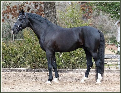 westphalians usa llc lfg semen stallion fresh 1200